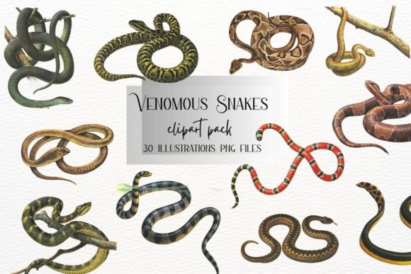 30 Venomous Vintage Snakes Collection