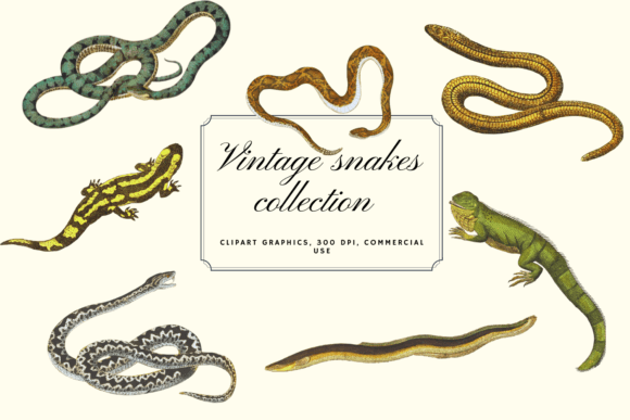 Vintage Snakes & Lizards: Timeless Illustrations for Modern Design